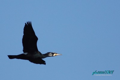Cormorano in volo