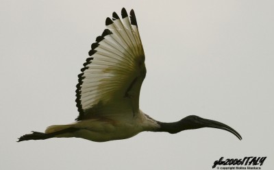 Ibis in volo 